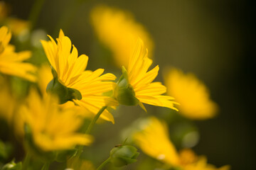 silphium perfoliatum, cup plant, cup-plant (asteraceae)