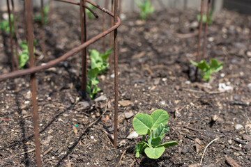 Young pea plant shoots planted in a circle around metal tomato cages