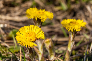 Russia. April 28, 2021. Mother-and-stepmother flowers in early spring in the parks and squares of Kronstadt.