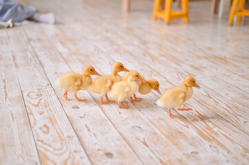 ducks on a wooden background