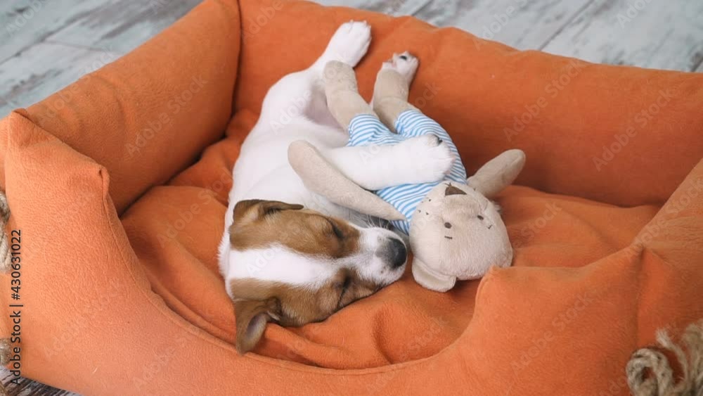 Canvas Prints Cute puppy sleeping in a couch