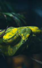 green snake on a branch