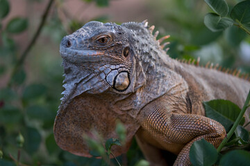 iguana on tree