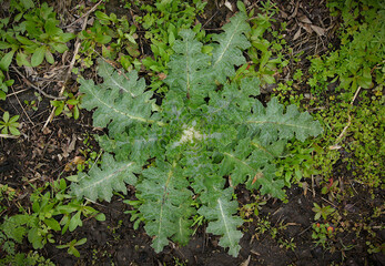 Onopordum acanthium rosette