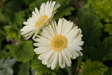 Fototapeta premium close up of ivory-white gerbera daisies