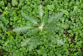 Onopordum acanthium rosette