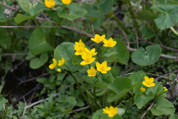 Obraz premium caltha palustris, marsh-marigold, or kingcup close up