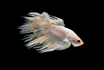 White crown tail Siamese betta fighting fish action with swim to move body in fresh water also look...