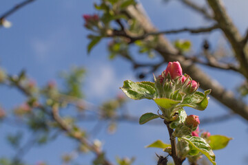pink flowering buds of apple blossoming tree arising, blue sky