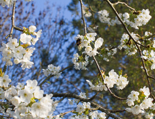 bumblebee pollinating blossoming cherry tree for environment, insects and health