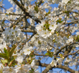 beautiful white flowers of cherry blossom tree for natural beauty