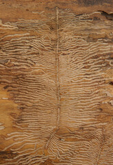 Bark with abstract drawings by woodboring beetle