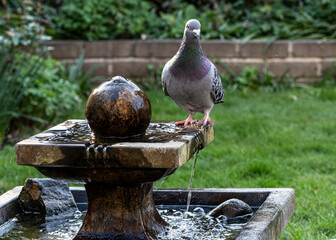 pigeon on the fountain