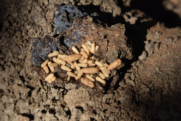 Ant eggs in underground nest .