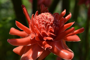 Pink Torch ginger flower with sunlight in farm .Close up
