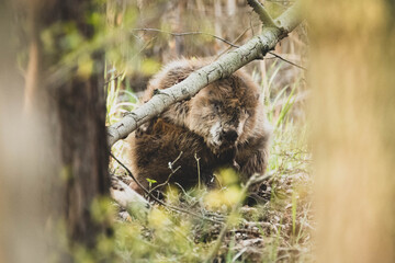 Biber Nahaufnahme Wald Frühling