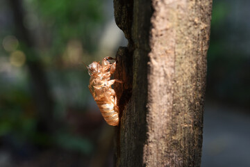 Cicadas molting on old timber with natural background