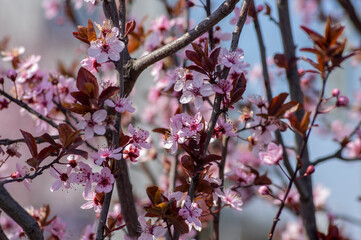 Canadian black plum Prunus nigra light pink flowers in bloom, beautiful flowering ornamental shrub with brown red leaves