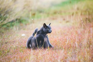 Gray cat portrait outdoors in grass nature