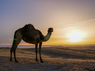 Camel standing on Desert land at Sunrise, with mild flare.
