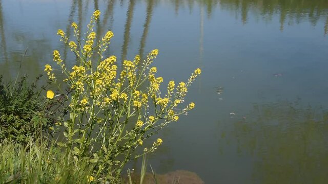 A flower of field mustard (Sinapis arvensis) swinging on the wind near the water