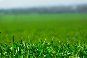 Long green grass, a meadow on the backyard close up. Earth day theme, organic foliage. A healthy lifestyle with healthy flora.