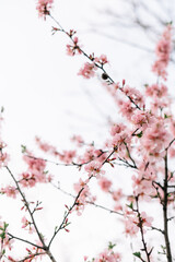Spring blossom background. Beautiful nature scene with blooming tree and sun flare. Sunny day. Spring flowers. Beautiful Orchard. Abstract blurred background. Springtime