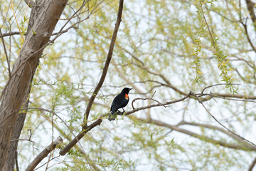red winged blackbird on a willow tree branch