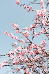 Selective focus of beautiful branches of Cherry blossoms on the tree under blue sky, Beautiful Sakura flowers during spring season in the park, Flora pattern texture, Nature floral background.