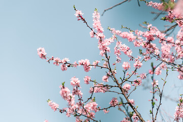 Selective focus of beautiful branches of Cherry blossoms on the tree under blue sky, Beautiful Sakura flowers during spring season in the park, Flora pattern texture, Nature floral background.