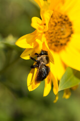 bee on yellow flower