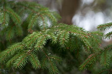 branches of a pine