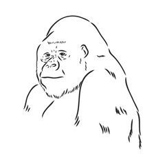 hand drawn vector illustration with a gorilla isolated on a white background