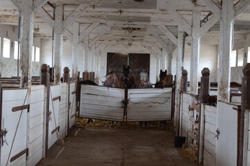 Koń , Konie  , Klacz  , konik , Polski  koń , Koń cheval, zwierzak, farma, glow, cheval, biała, charakter, koni, braun, ssak, portret, ogier, kuc, grzywa, jeździec, zwierzak, klacz , ogier © Szymon