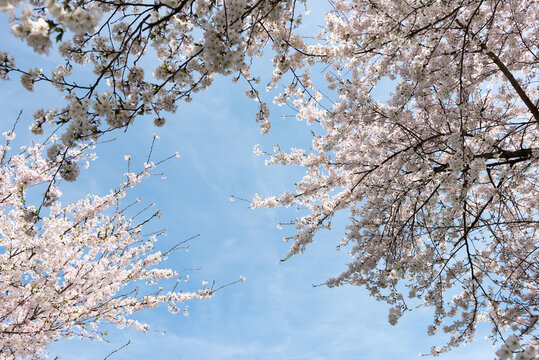 cherry blossom trees in bloom against a blue sky