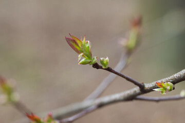 bird cherry, prunus padus spring buds and leaves selective focus