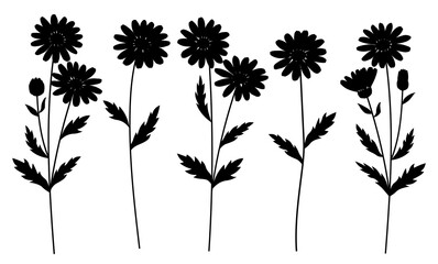 Daisies flowers silhouettes vector illustration	