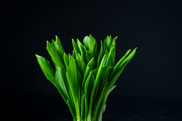 Bunch of freshly picked green wild garlic leaves on black background. Healthy leaves of green wild leek