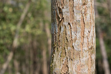 Obraz premium Dalbergia cochinchinensis of tropical forest in Asia