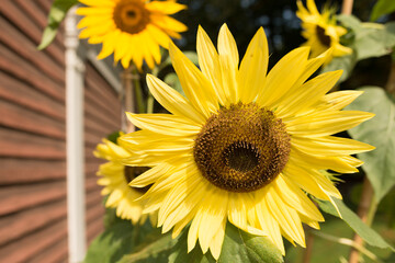 several sunflowers or asteraceae, helianthus grow near a wooden shed