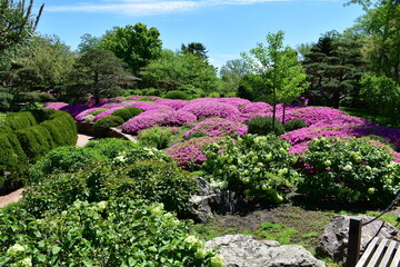 Azaleas bloom in the Malott Japanese Garden