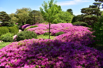 Azaleas bloom in the Malott Japanese Garden