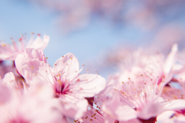 Cherry blossom branch. Spring pink flowers. Floral background for design. Close-up. Soft focus.