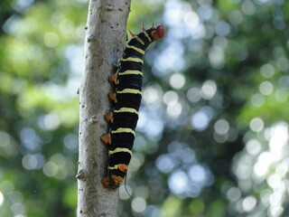 Lagarta/Caterpillar  pseudosphinx tetrio - por Ana Carolina R. Rocha

