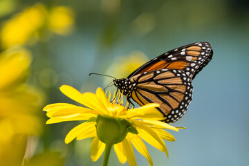 monarch butterfly on a silphium perfoliatum, cup plant, cup-plant (asteraceae)