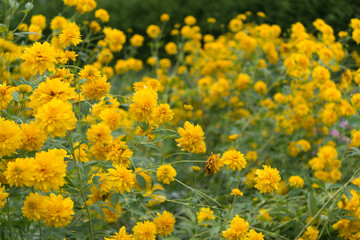 field of yellow rudbeckia double flowers