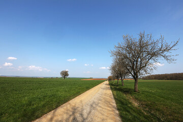 Fototapeta na wymiar Spring landscape with sown fields and blue sky