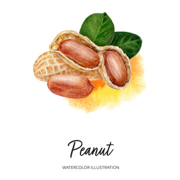 Peanut watercolor illustration isolated on splash background