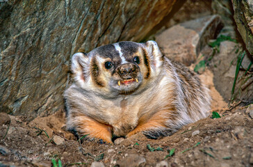 North American Badger in the Wild