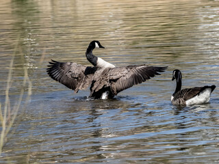 FLAPPING AD FLIRTING ON THE LAKE